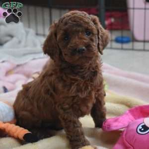 Katie, Miniature Poodle Puppy